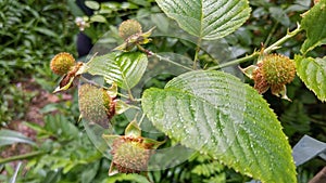 Forest mulberry is a wild plant that has the potential to be consumed