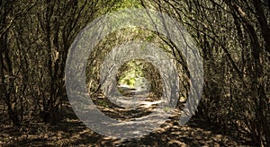 forest in Munmorah state conservation area.