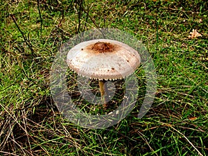 Forest mushroom