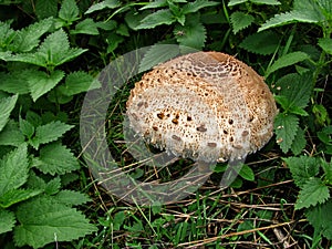 Forest mushroom