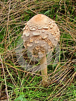 Forest mushroom