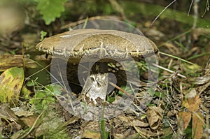 Forest mushroom