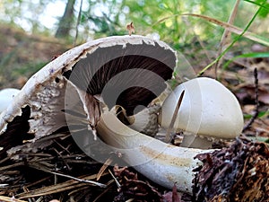 Forest mushroom champignons. Agaricus campestris