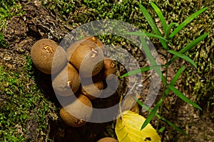 Forest mushroom. Common downy mushroom - Lycoperdon perlatum - growing in green moss in autumn forest