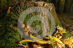 Forest mushroom. Common downy mushroom - Lycoperdon perlatum - growing in green moss in autumn forest