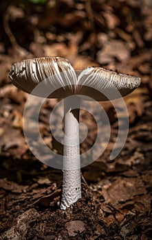 Forest mushroom, greece. Lonely mushroom in a forest of unexplained species. Forest fungus