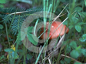 Forest mushroom growing in grass and summer leaves