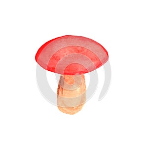 Forest mushroom. Hand painted image on white background. Watercolor painting. Nature detail. Design element for cards, scrapbook, photo