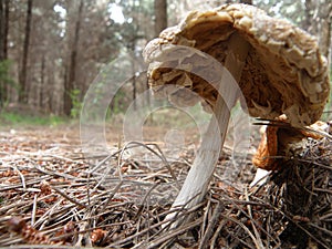 Forest mushroom