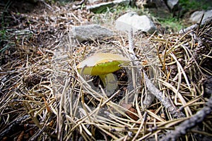 Forest mushroom, sulius granulatus