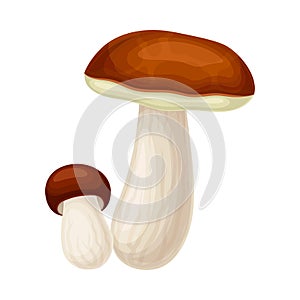 Forest Mushroom or Toadstool with Stem and Cap Isolated on White Background Vector Illustration