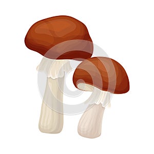 Forest Mushroom or Toadstool with Stem and Cap Isolated on White Background Vector Illustration