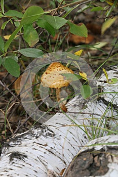 Forest mushroom is unknown, inedible and very beautiful.