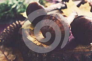 Forest mushroom on wooden snag