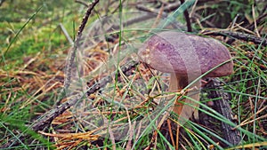 Forest mushrooms