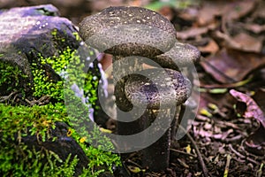 Forest mushrooms
