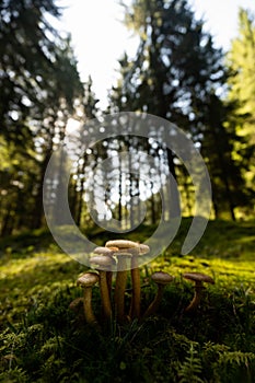 Forest mushrooms in the backlight, at noon