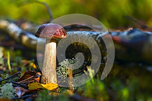 Forest mushrooms. birch mushroom. aspen mushroom