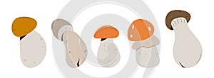 Forest Mushrooms, chanterelles and toadstools. Mushroom in hand drawing style set.