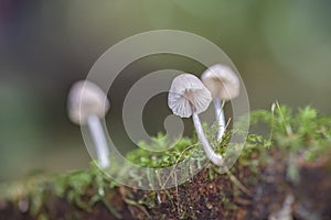 forest mushrooms Dalat landscape through camera lens, printing, advertising, tourism, commerce,