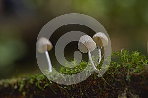 forest mushrooms Dalat landscape through camera lens, printing, advertising, tourism, commerce,