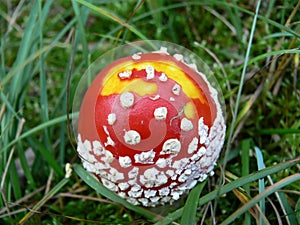 Forest mushrooms detail