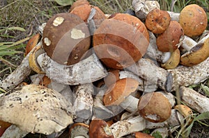 Forest mushrooms field plants trees