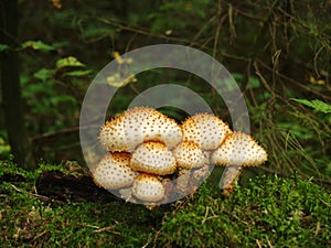 Forest mushrooms field plants trees