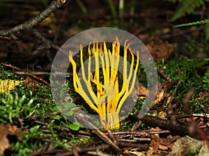 Forest mushrooms field plants trees