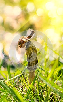 Forest mushrooms in the grass. Gathering mushrooms. Snail on the mushroom, marchella conica