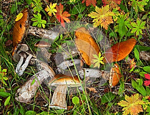 Forest mushrooms in the grass with sparse autumn leaves