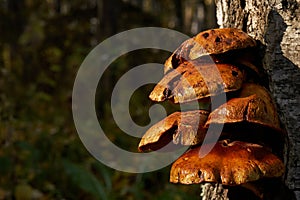 Forest mushrooms growing on a birch tree. Autumn time, harvesting wild crops