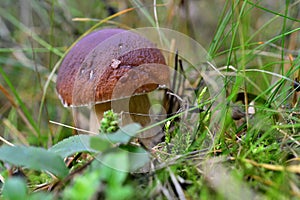 Forest mushrooms growing in green grass. Edible Bay Bolete (Boletus badius ).