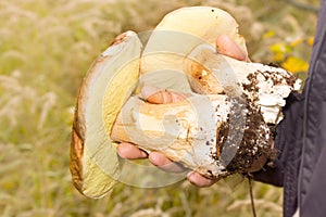 Forest mushrooms in hand