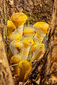 Forest Mushrooms honey agaric Growing At The Roots Of The Tree In The Autumn Forest Close up.