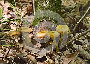 Forest mushrooms honey agarics