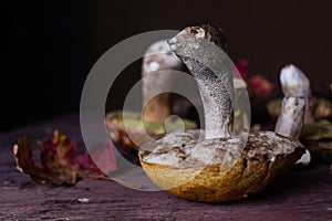 Forest mushrooms lie on the table on a dark background