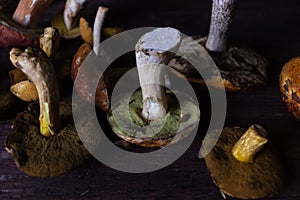 Forest mushrooms lie on the table on a dark background