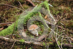 Forest mushrooms in Norway