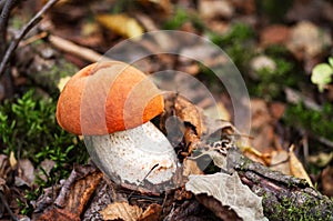 Forest mushrooms with an orange hat in the autumn forest