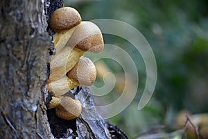 Forest mushrooms