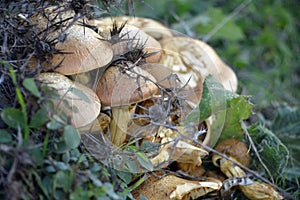 Forest mushrooms