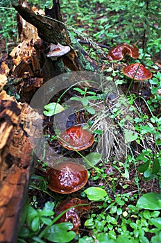 Forest mushrooms after the rain