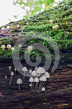 Forest mushrooms on a rotting tree trunk with moss.