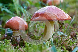 Forest mushrooms (Suillus luteus)