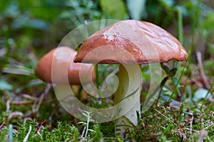 Forest mushrooms (Suillus luteus)