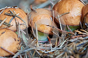 Forest mushrooms (Suillus luteus)