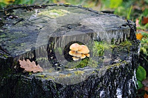 Forest mushrooms on tree stump with moss. Honey agaric mushrrom