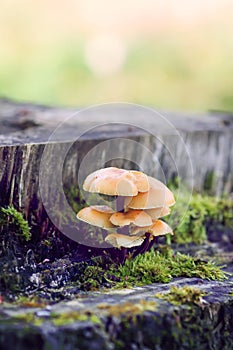 Forest mushrooms on tree stump with moss. Honey agaric mushrrom