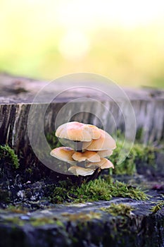 Forest mushrooms on tree stump with moss. Honey agaric mushrrom